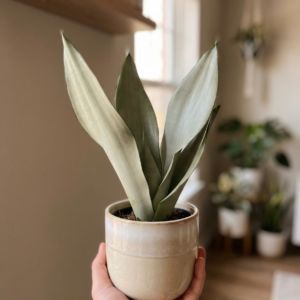 Sansevieria Moonshine - 2 Pack