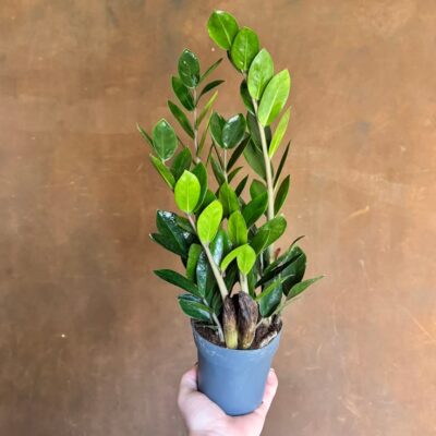 Zanzibar Gem - 2 Pack