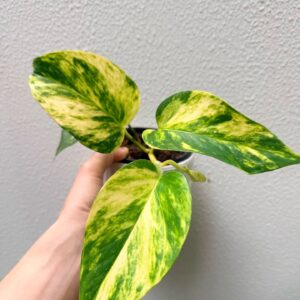 Devil's Ivy - 2 Pack
