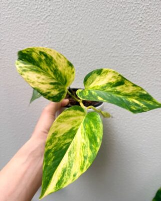 Devil's Ivy - 2 Pack