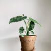 Monstera - 2 Pack