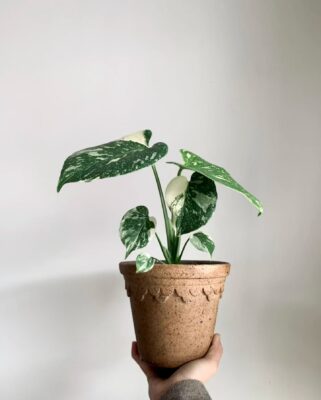 Monstera - 2 Pack