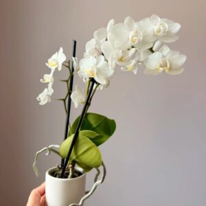 Moth Orchid - 2 Pack
