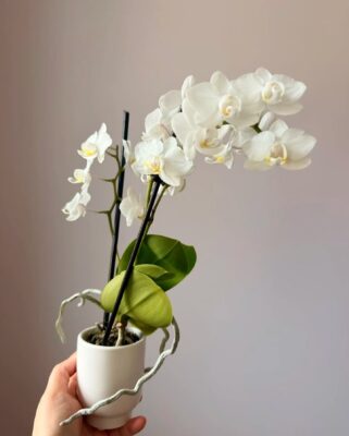 Moth Orchid - 2 Pack
