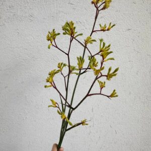 Kangaroo Paw - 2 Pack