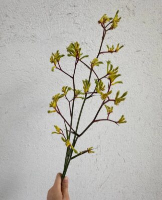 Kangaroo Paw - 2 Pack