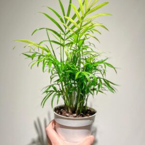 Parlour Palm - 2 Pack