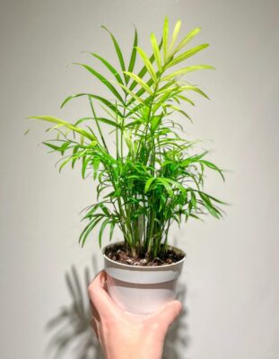 Parlour Palm - 2 Pack