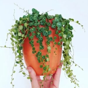 Peperomia String of Turtles - 2 Pack