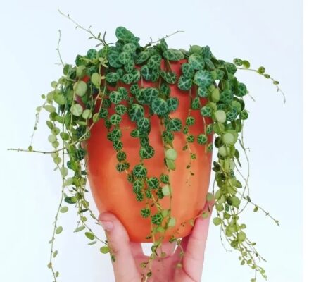 Peperomia String of Turtles - 2 Pack