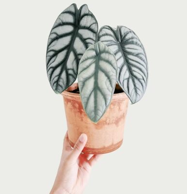 Alocasia Silver Dragon - 2 Pack