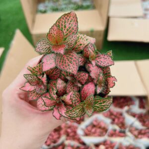 Fittonia Nerve Plant - 2 Pack