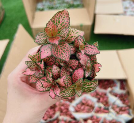 Fittonia Nerve Plant - 2 Pack