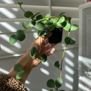 Peperomia Hope - 2 Pack