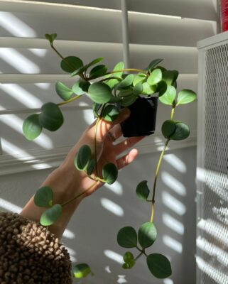 Peperomia Hope - 2 Pack