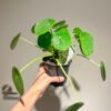 Pilea Peperomioides - 2 Pack