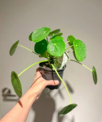 Pilea Peperomioides - 2 Pack
