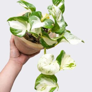 Pothos N'Joy - 2 Pack