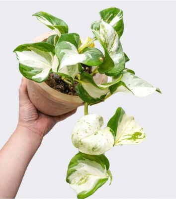 Pothos N'Joy - 2 Pack